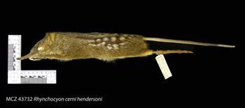 Media type: image;   Mammalogy 43732